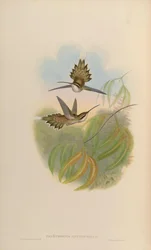Phaethornis anthophilus